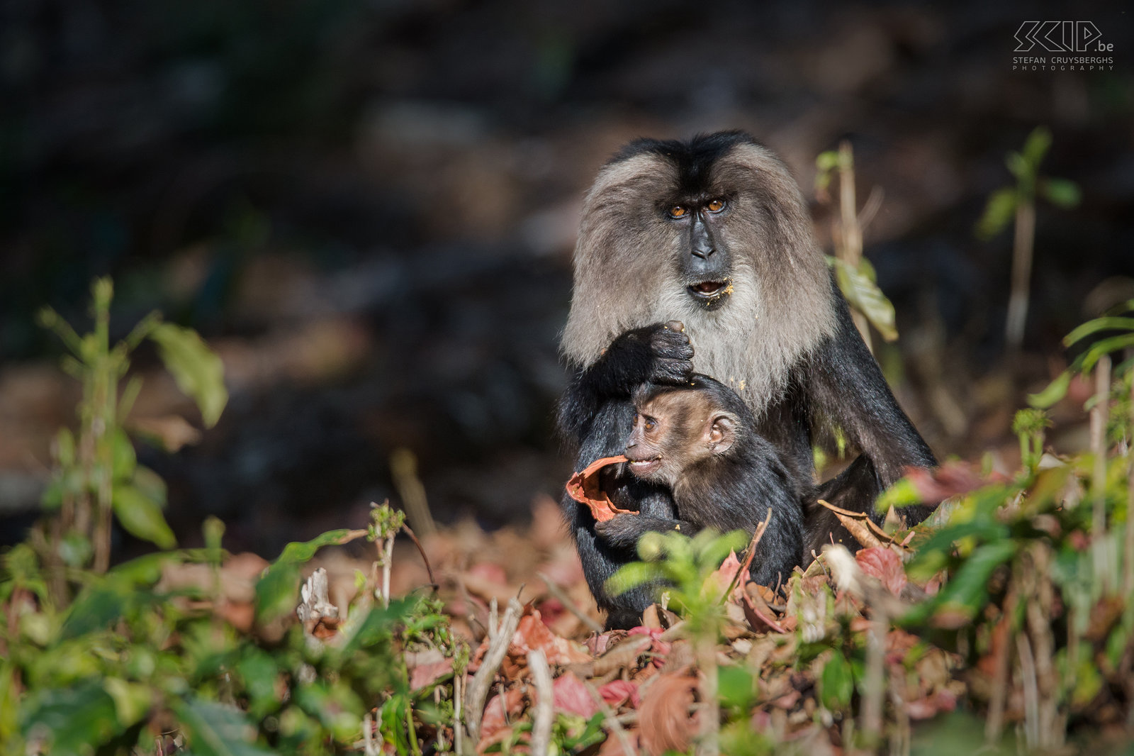 Valparai - Wanderoe met baby De wanderoe, baardaap of leeuwenstaartmakaak (Lion-tailed macaque, Macaca silenus) is een bedreigde apensoort en endemisch in het West Ghats gebergte in het zuiden van India. Het is een prachtige en weinig schuwe apensoort die je nog kan terugvinden in de bossen van de theeplantages in Valparai. Stefan Cruysberghs